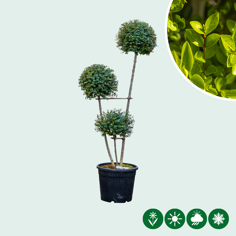 Kugel-Liguster Pompom