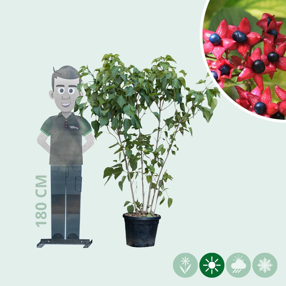 Losbaum mehrstämmig