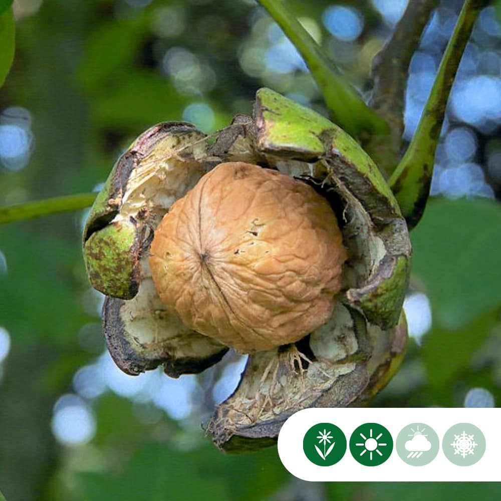 Walnussbaum 'Coenen'