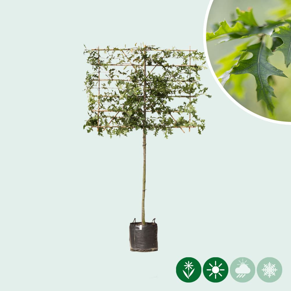 Sumpfeiche als Spalier