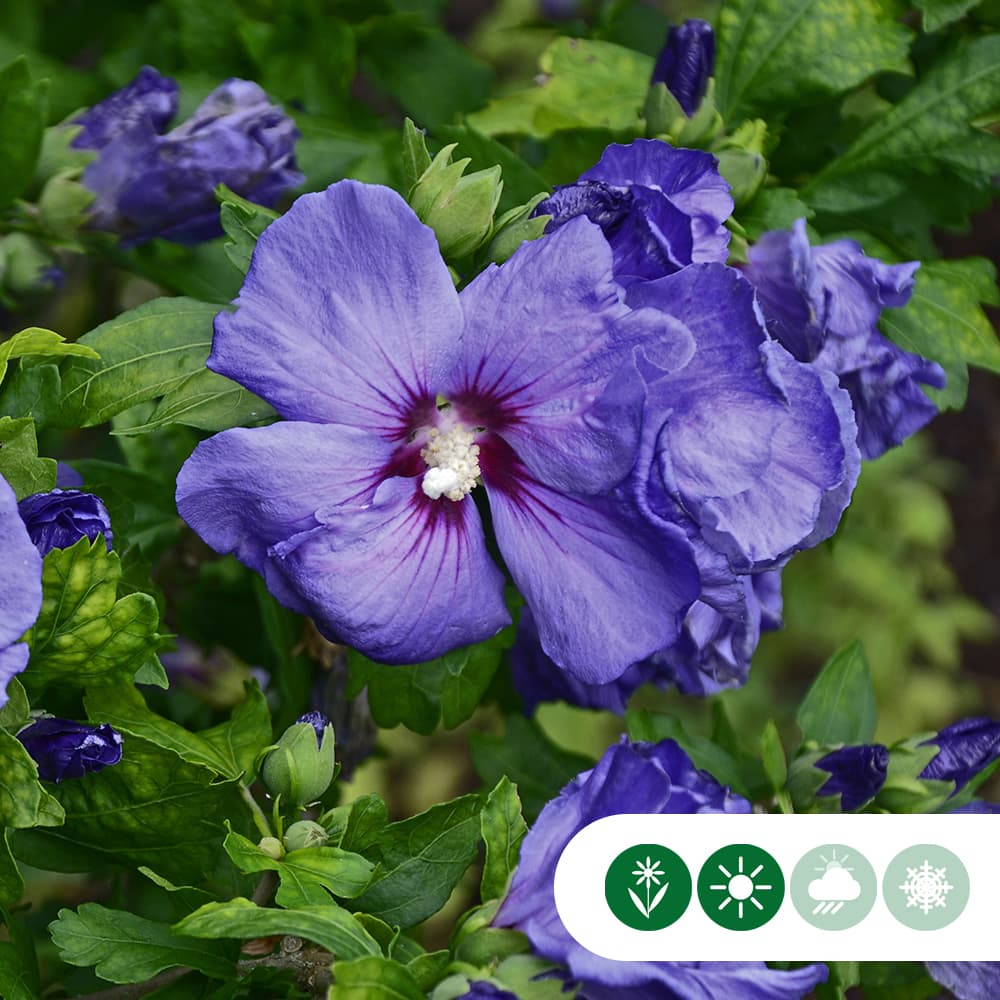 Hibiskus ‘Marina’