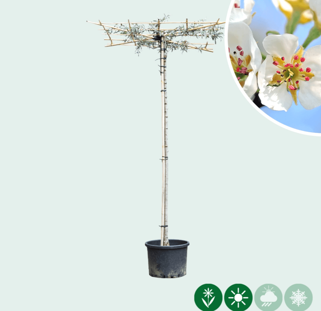 Dachförmige Zierbirne