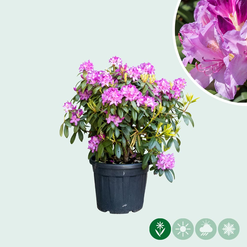 Rhododendron catawbiense 'Boursault'