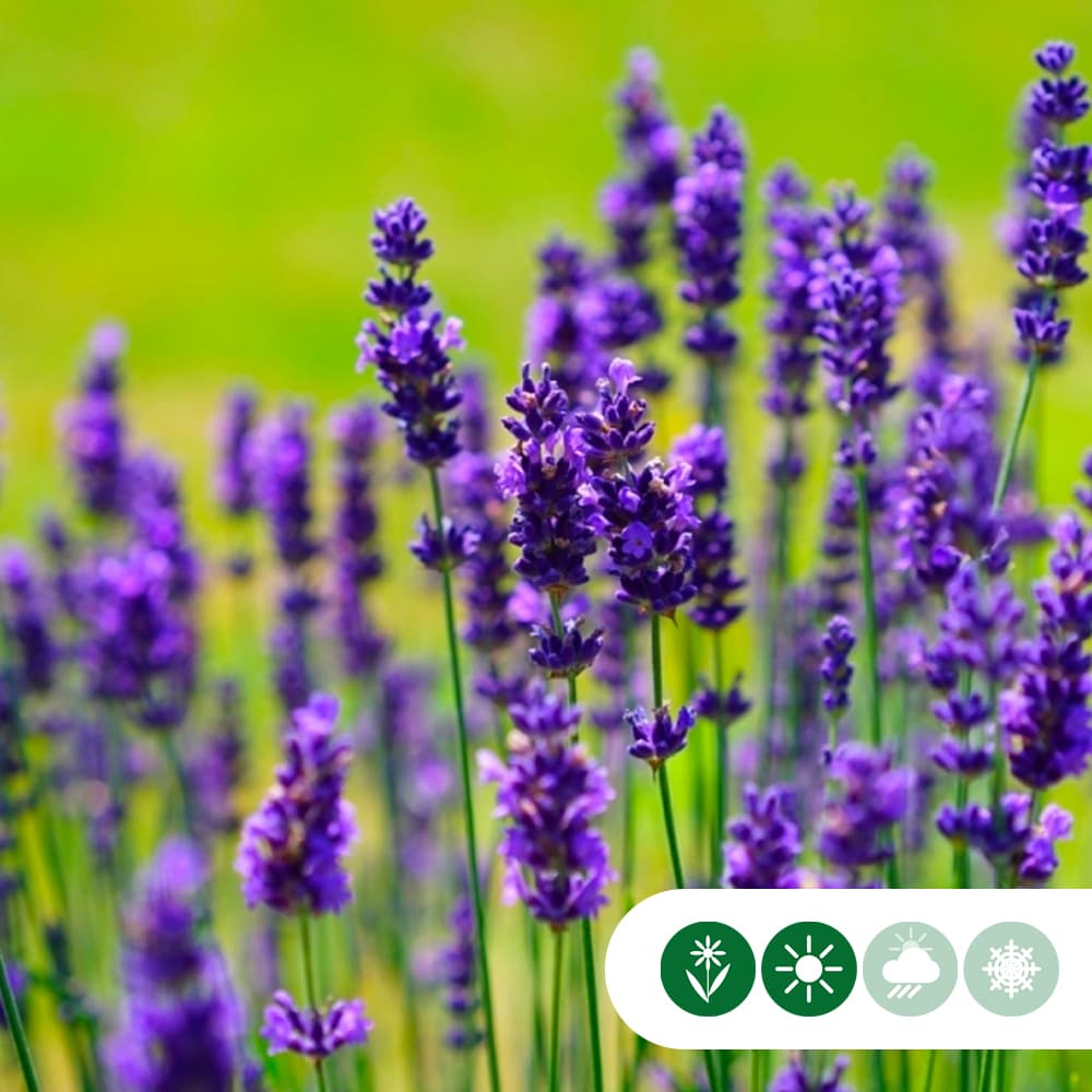 Lavendel 'Hidcote'