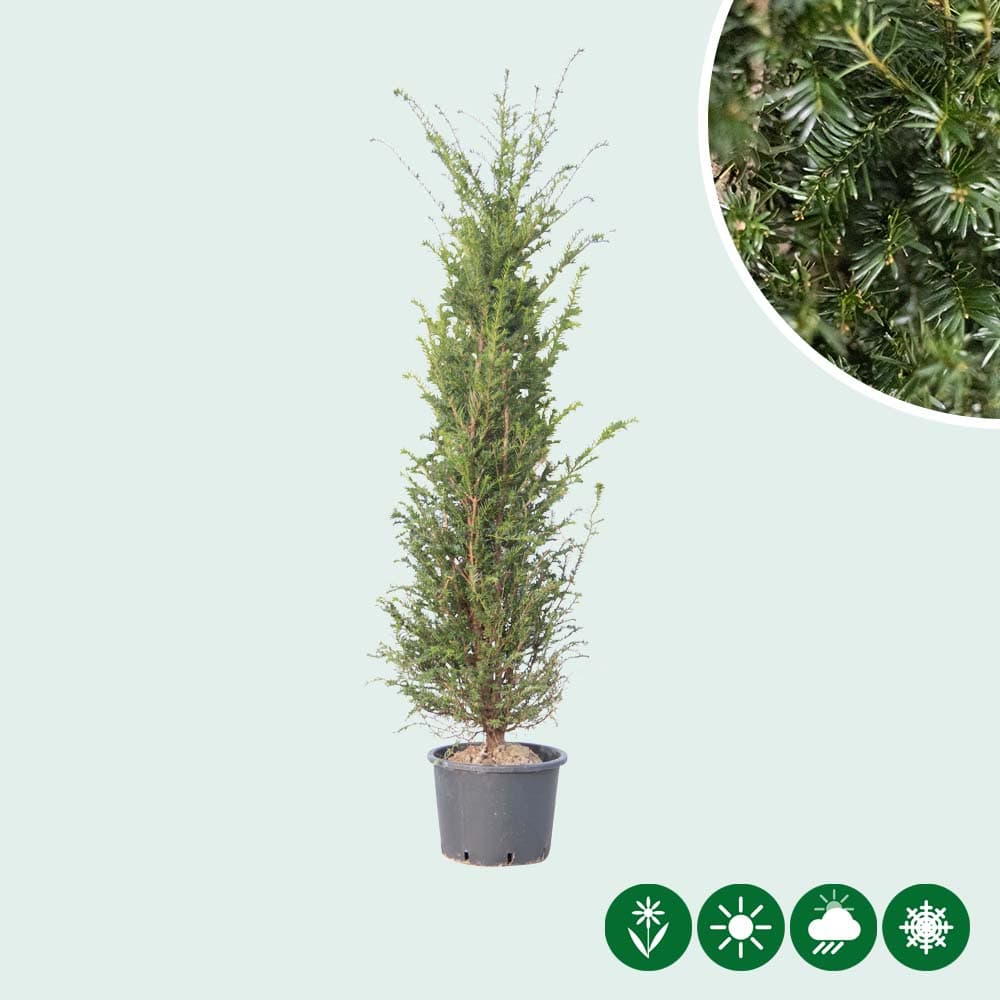 Eibenhecke (Taxus baccata)