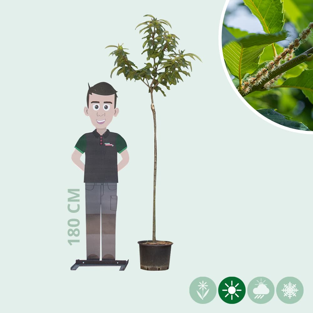 Edelkastanie Doree de Lyon