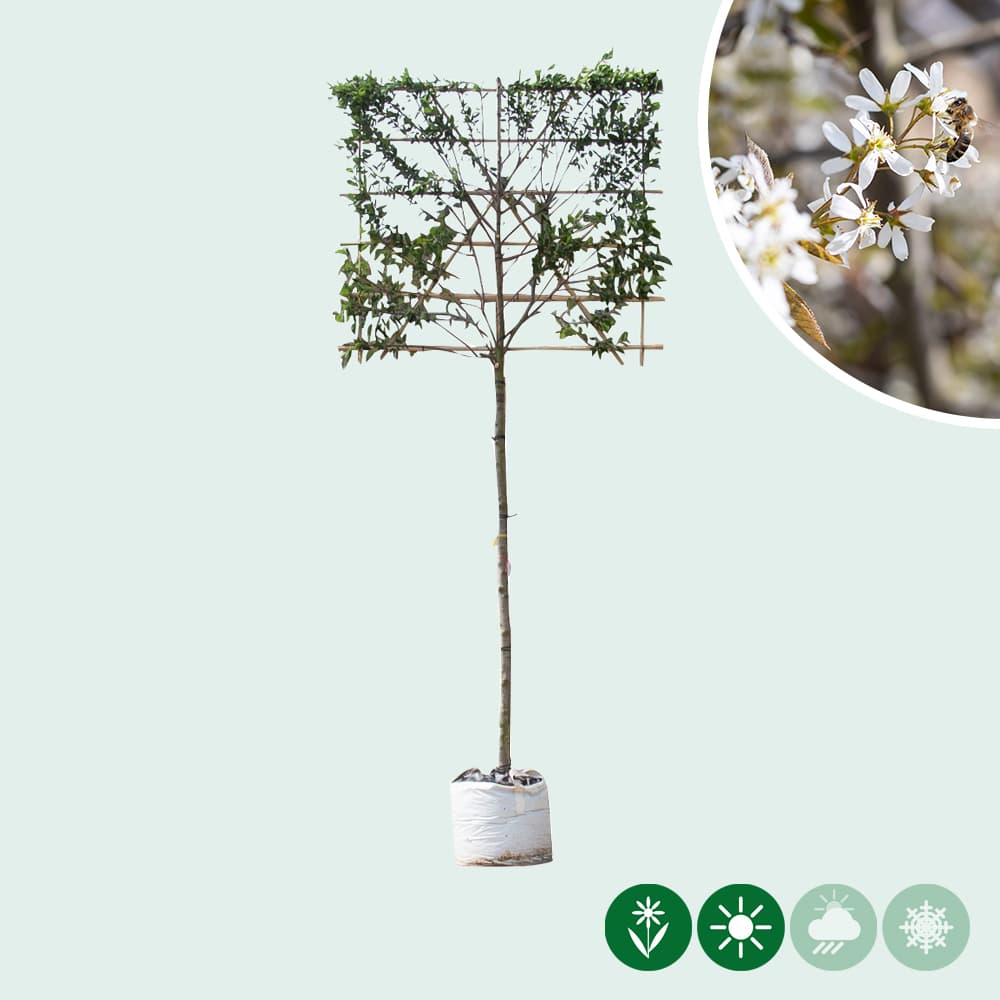 Felsenbirne als Spalier