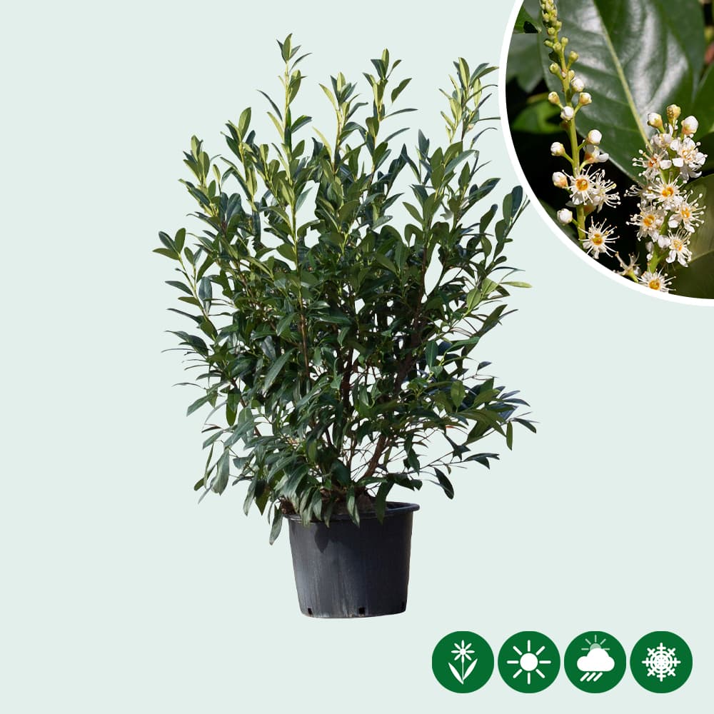 kirschlorbeer Novita