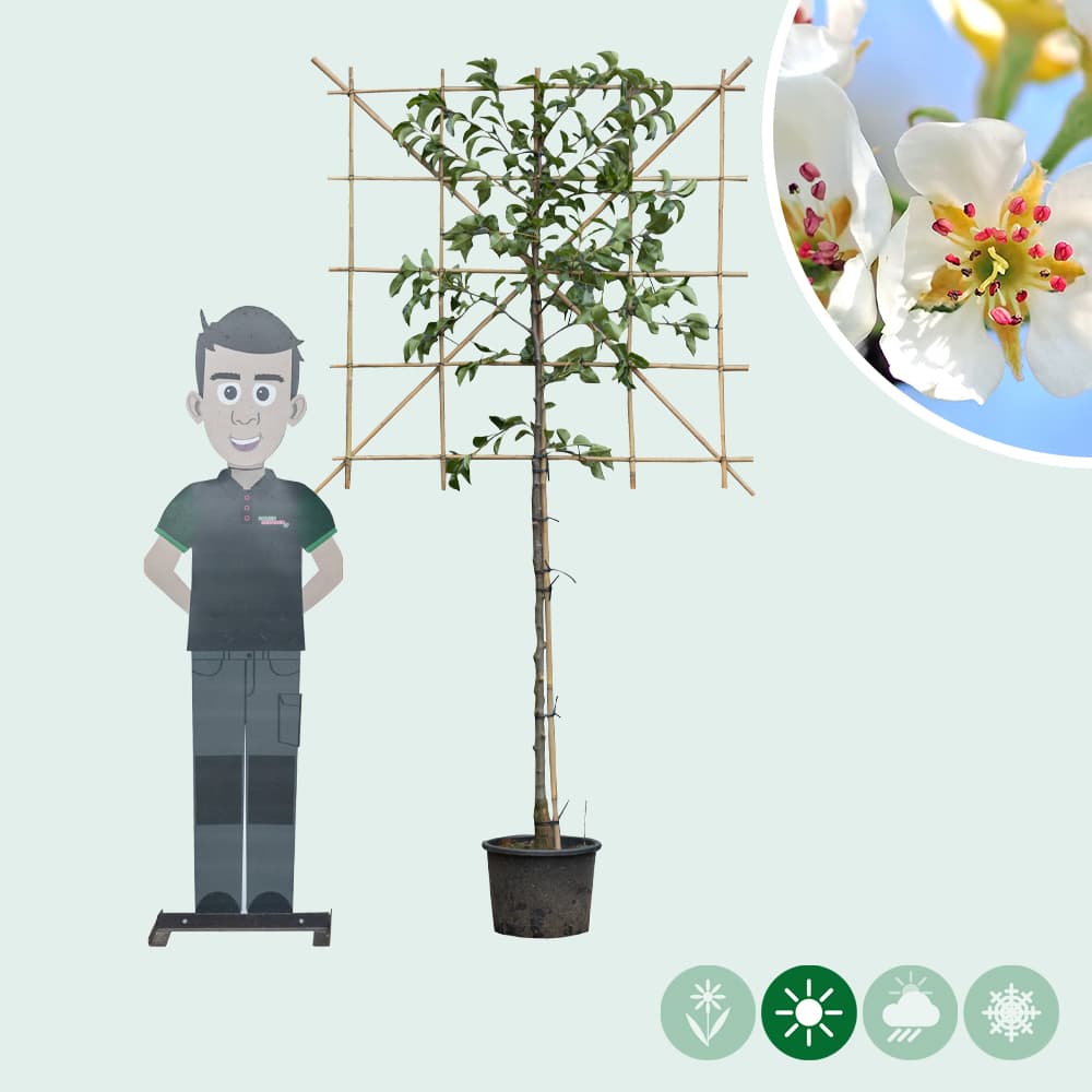 Zierbirne als Spalier 120 cm