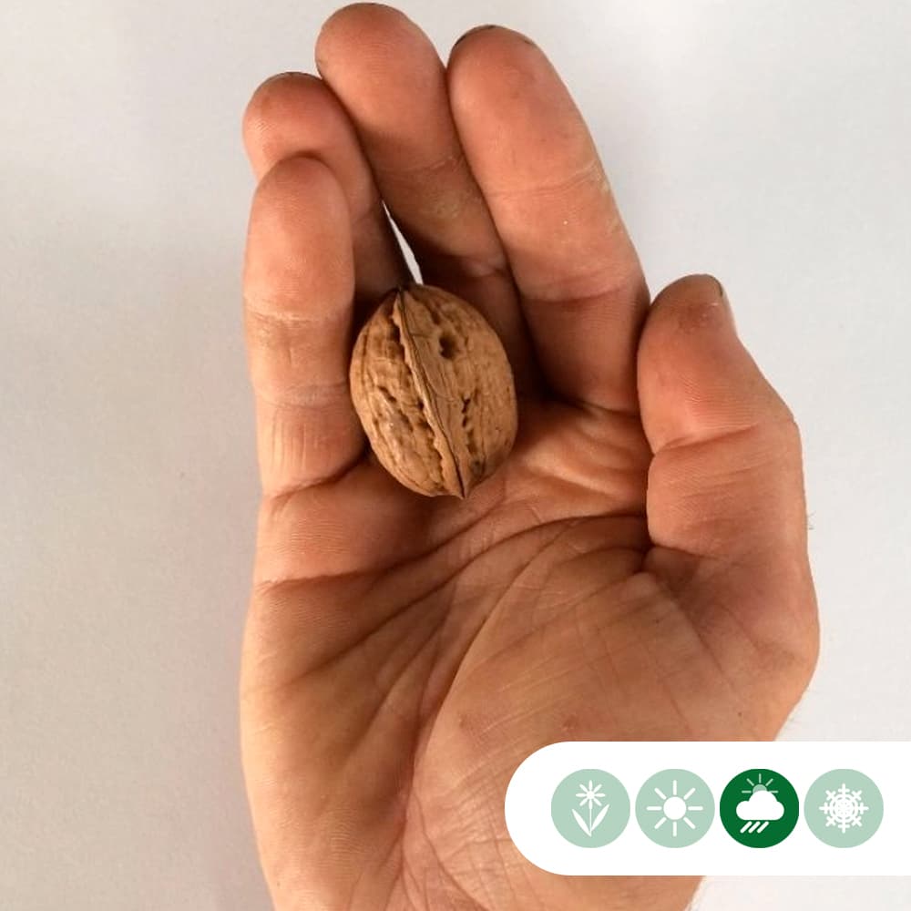 Walnussbaum mit rotem Fruchtfleisch