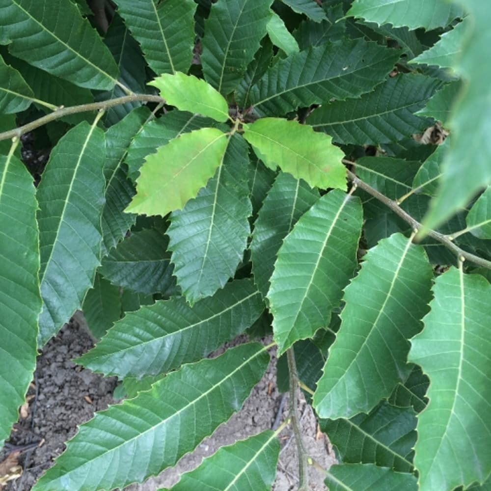 Mehrstämmige Edelkastanie