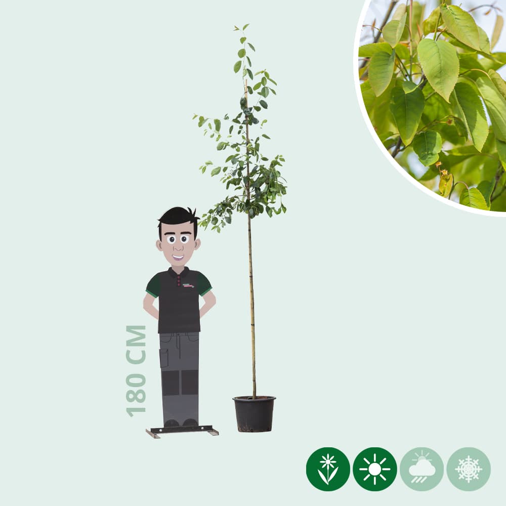 Felsenbirne Robin Hill