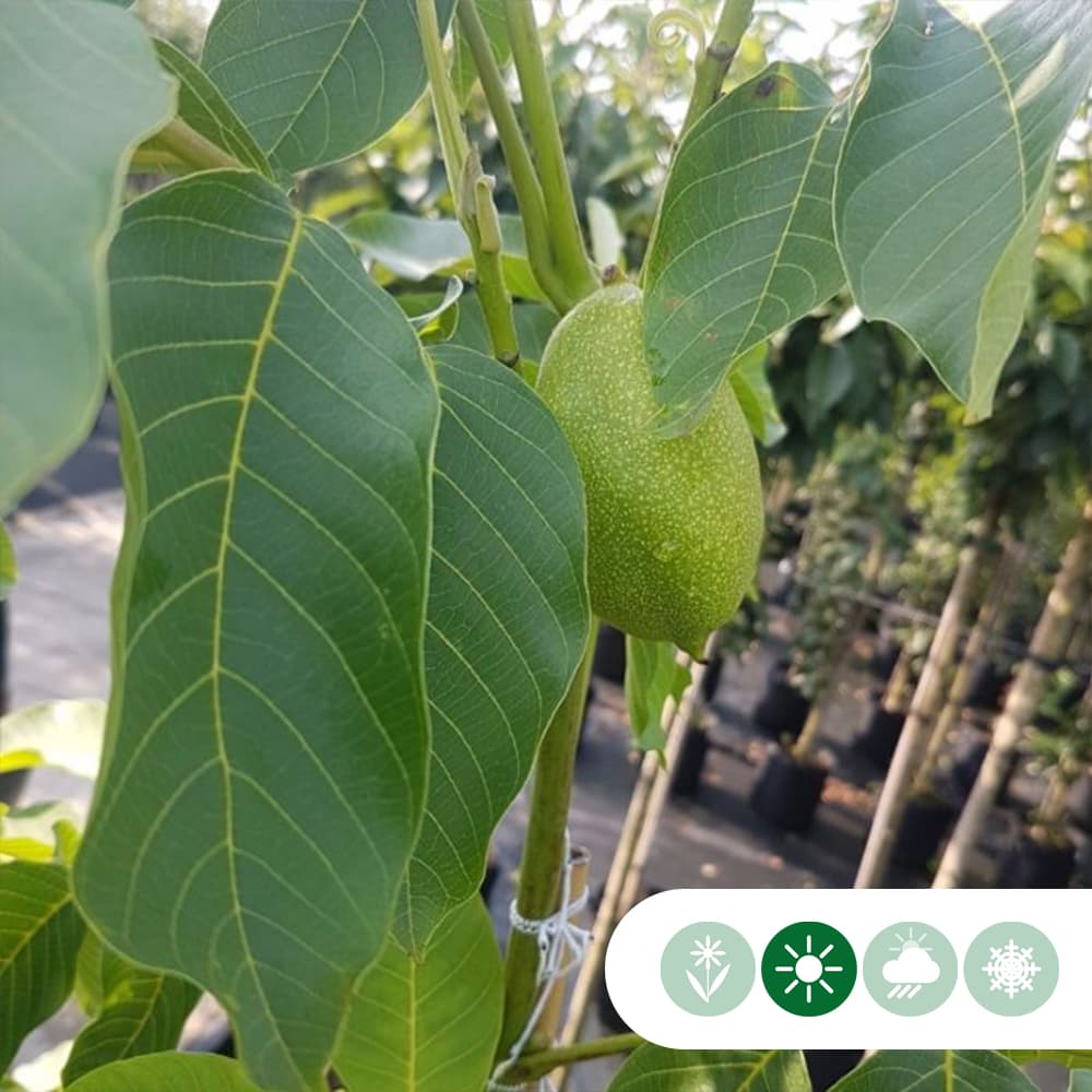 Walnussbaum Lange van Lod