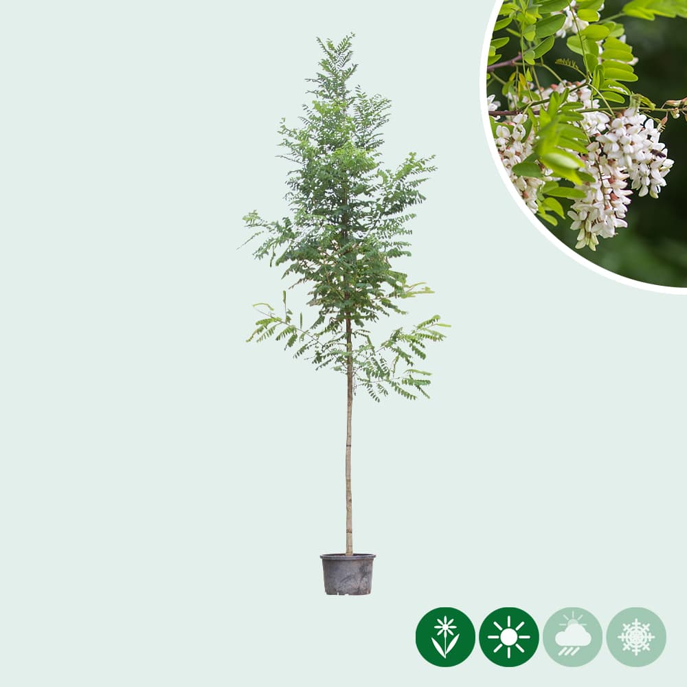 Scheinakazie 'Bessoniana'