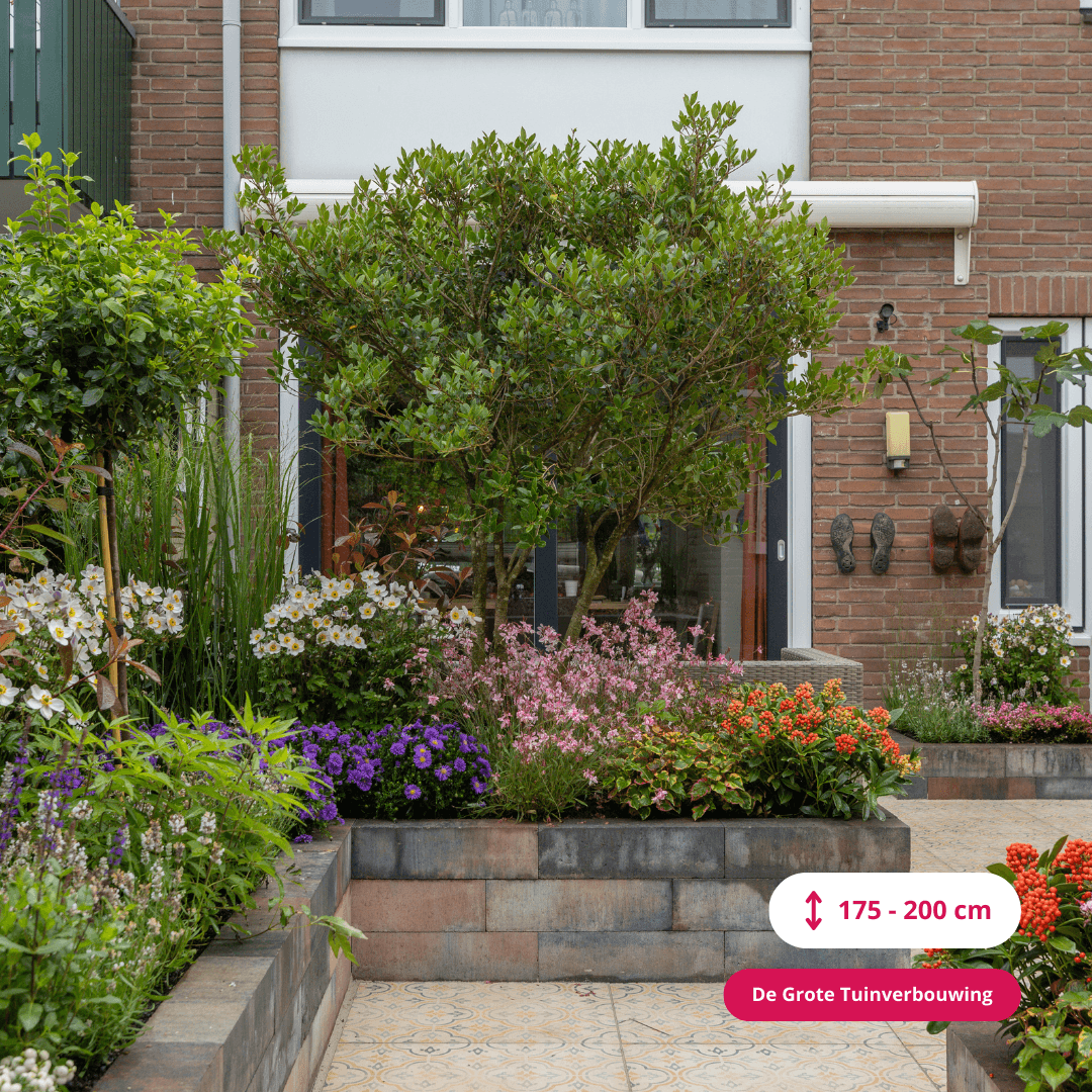 Falsche Stechpalme burkwoodii mehrstämmig