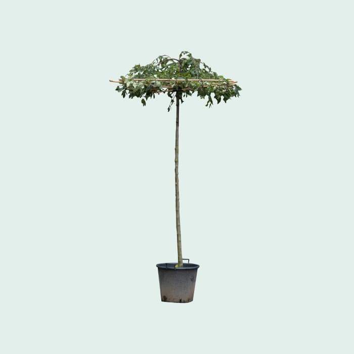 Dachförmiger Zierapfel Red Jade