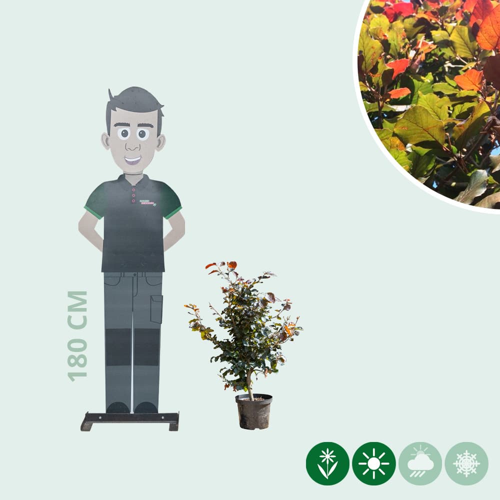 Blutbuchenhecke pro Meter einreihig