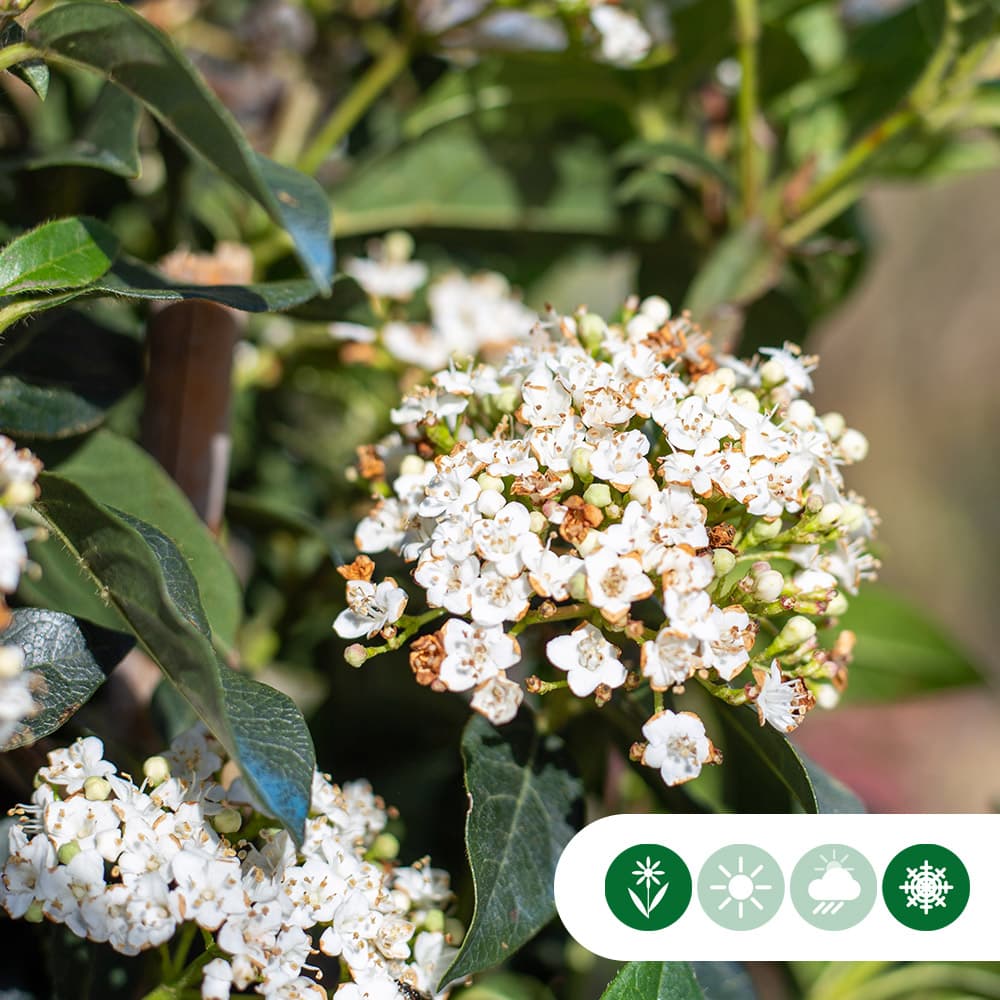 Schneeball Halbstamm