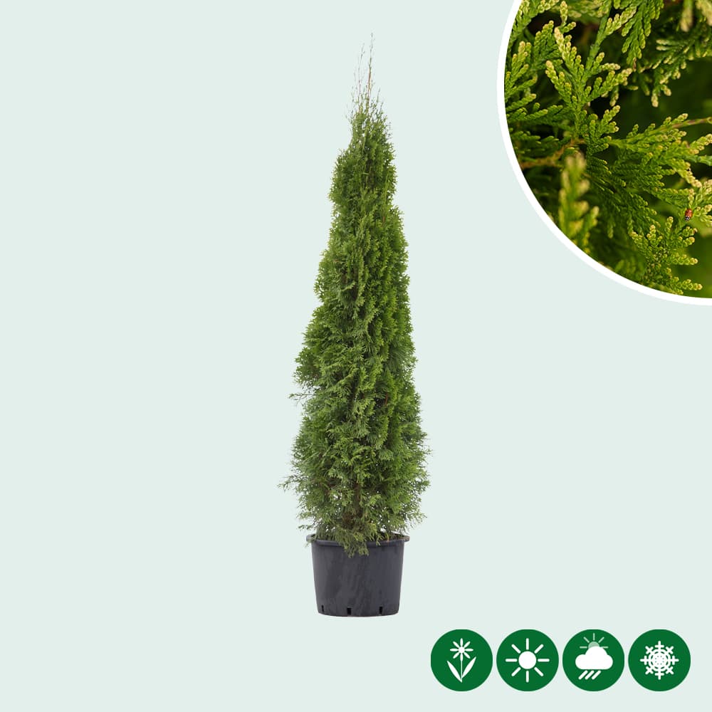 Thuja occidentalis 'Smaragd'