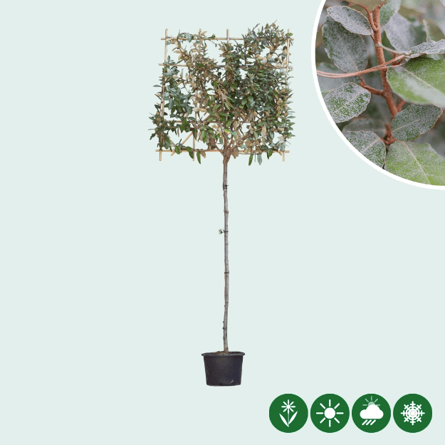 Ölweide Spalierbaum