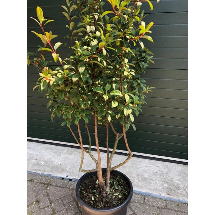 Schneeball mehrstämmig