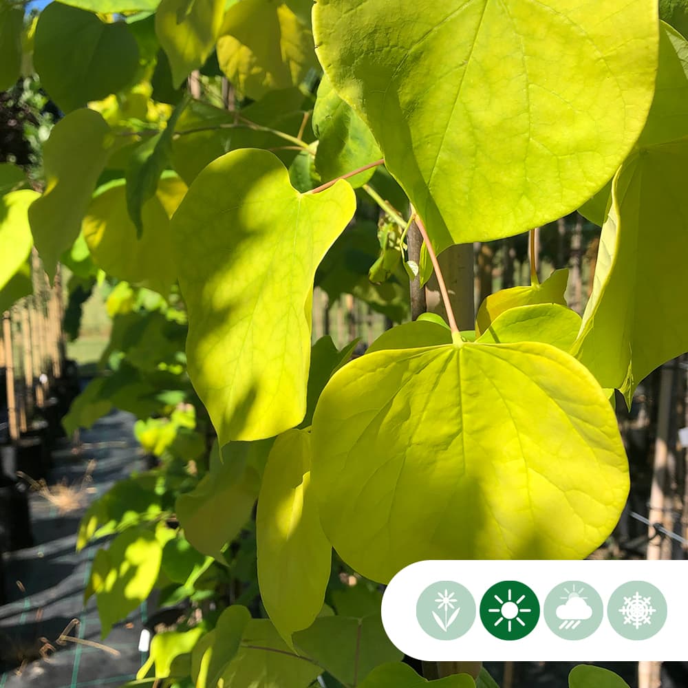 Judasbaum Hearts of Gold