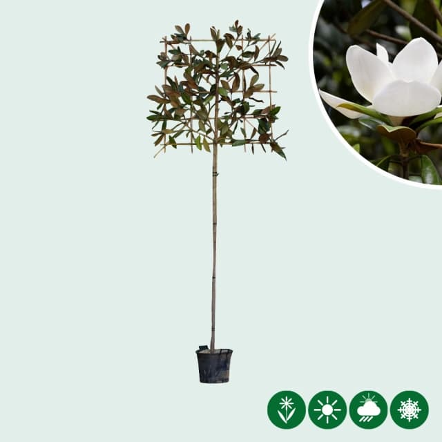 Magnolie Spalier