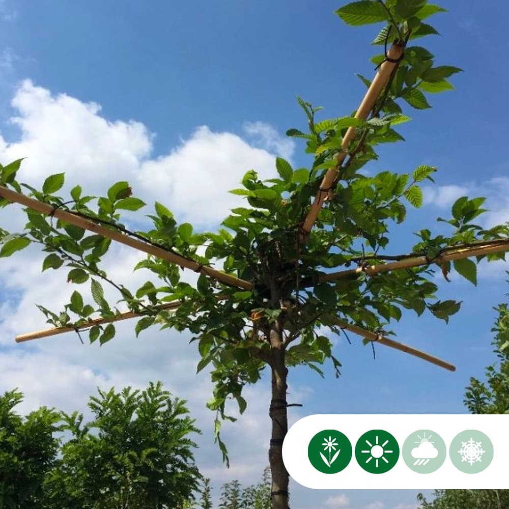 Dach-Hainbuche in Kreuzform