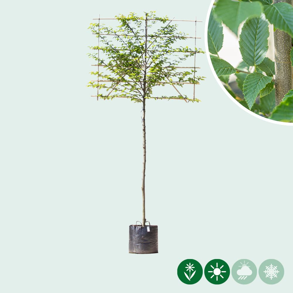 Säulenhainbuche als Spalier