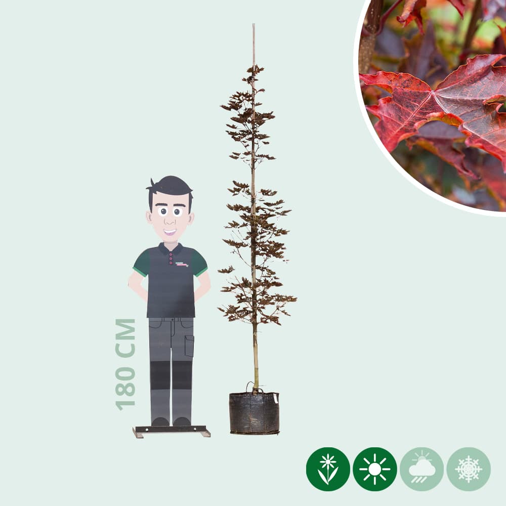 Ahorn Crimson Sentry Spindelbusch