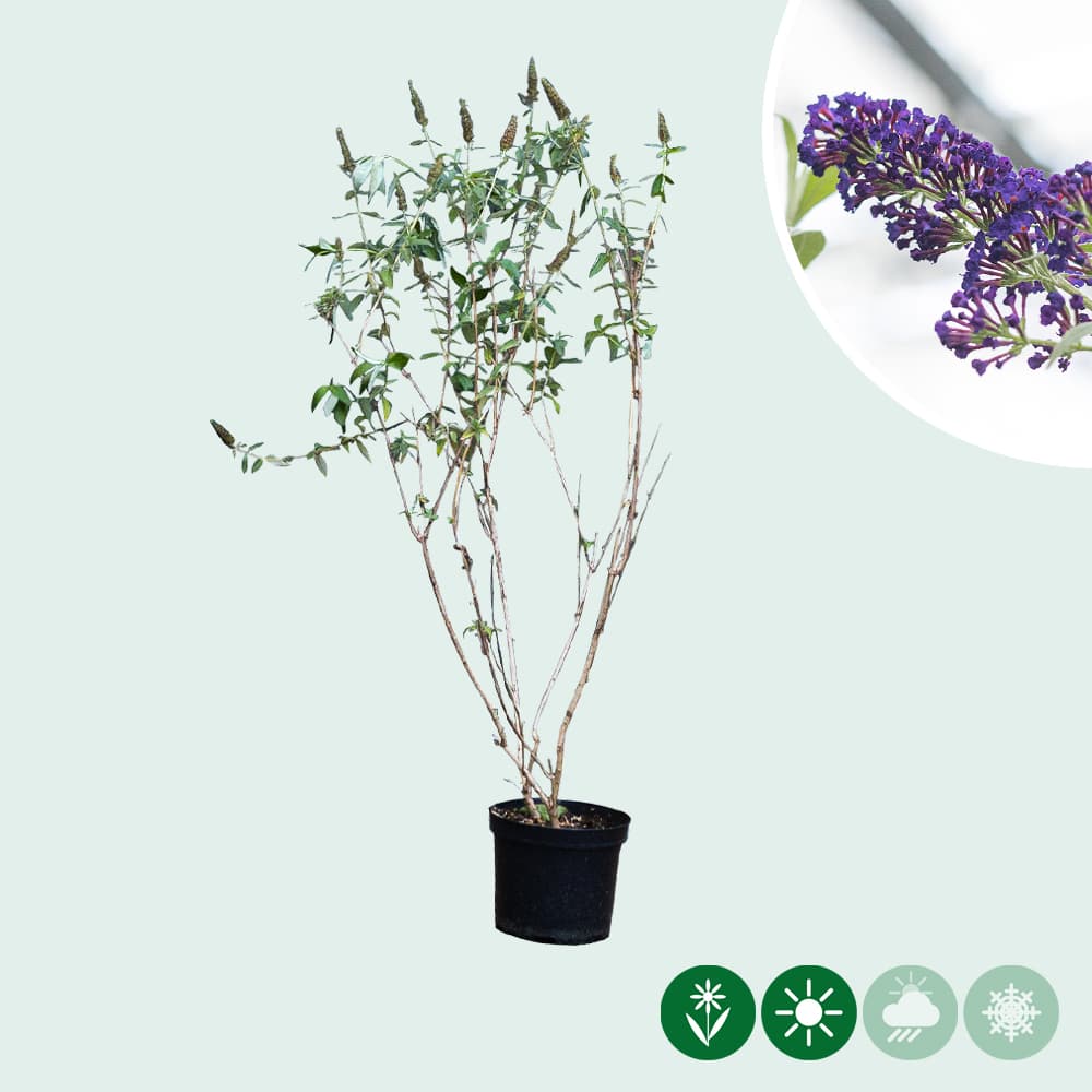 Schmetterlingsstrauch