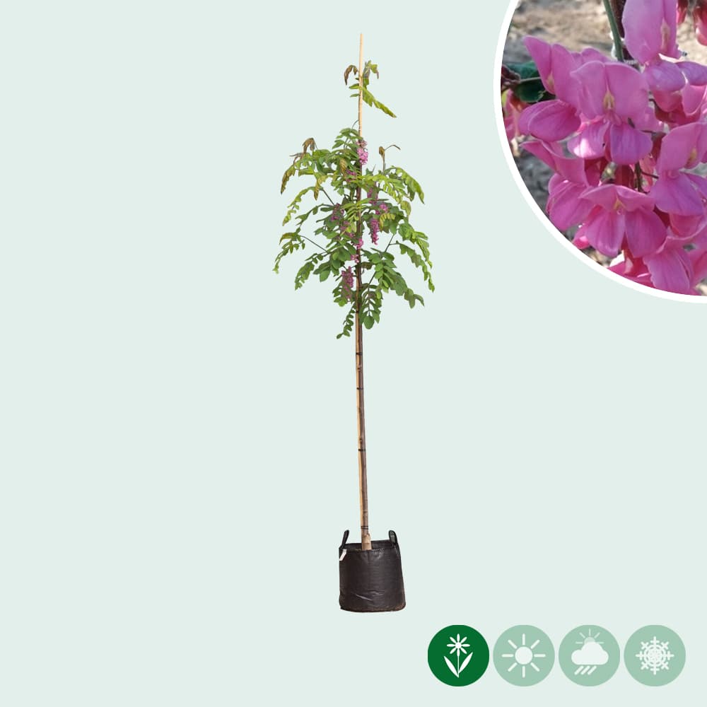 Rosarote Scheinakazie