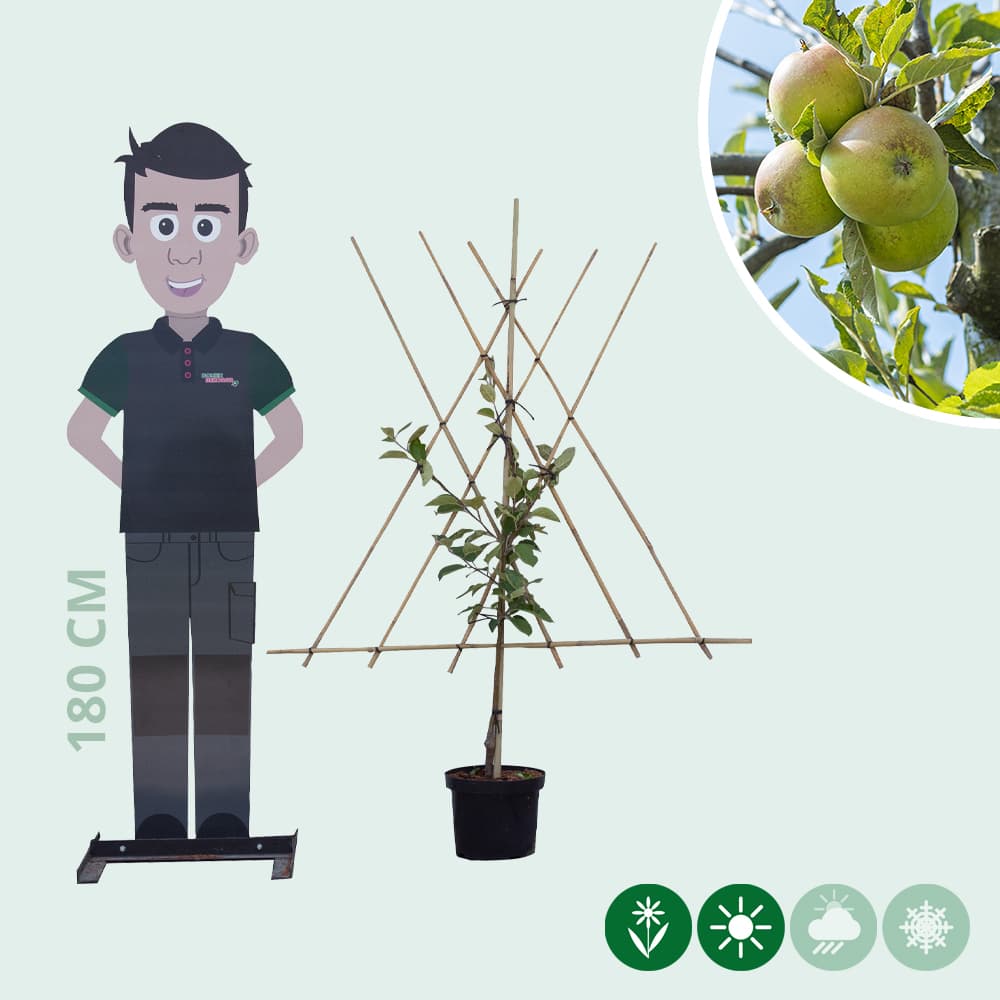 Malus d. 'Elstar' als Spalier