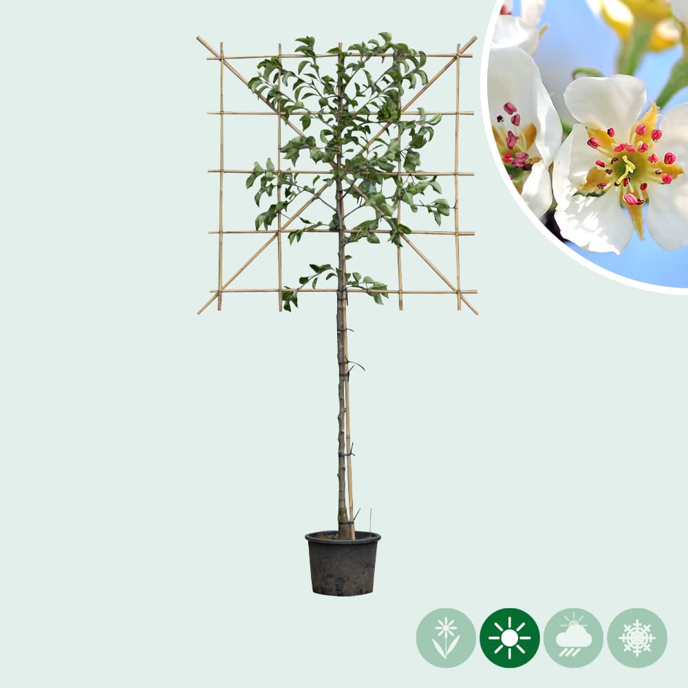 Zierbirne als Spalier 120 cm