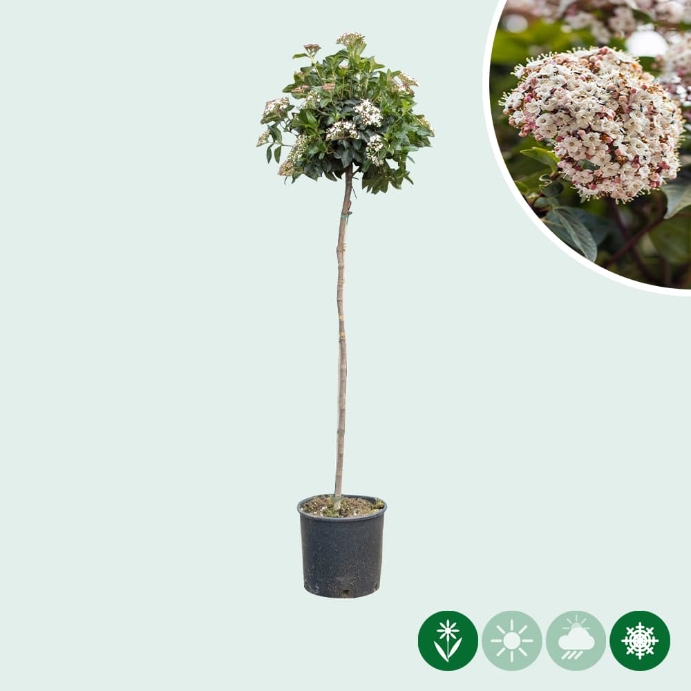 Schneeball Halbstamm