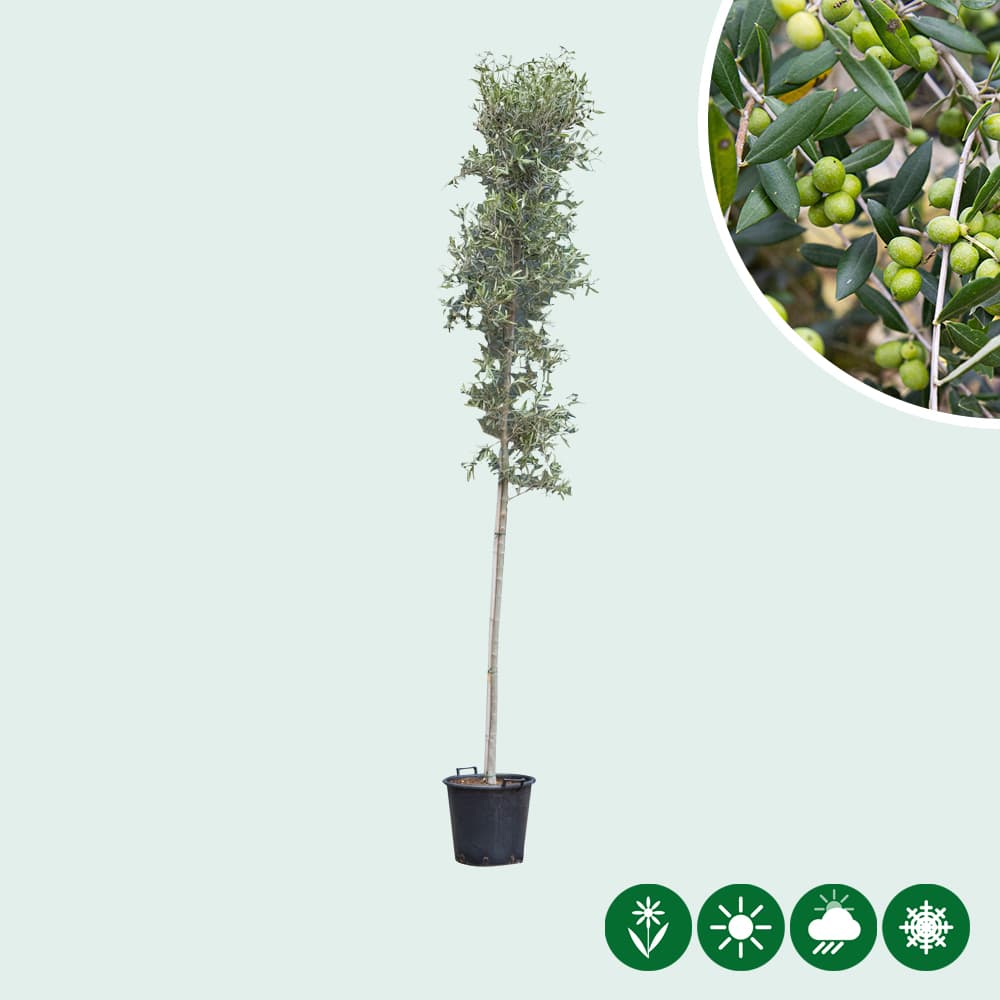 Olivenbaum hochstamm