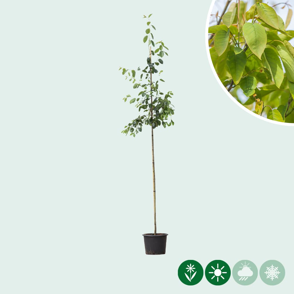 Felsenbirne Robin Hill