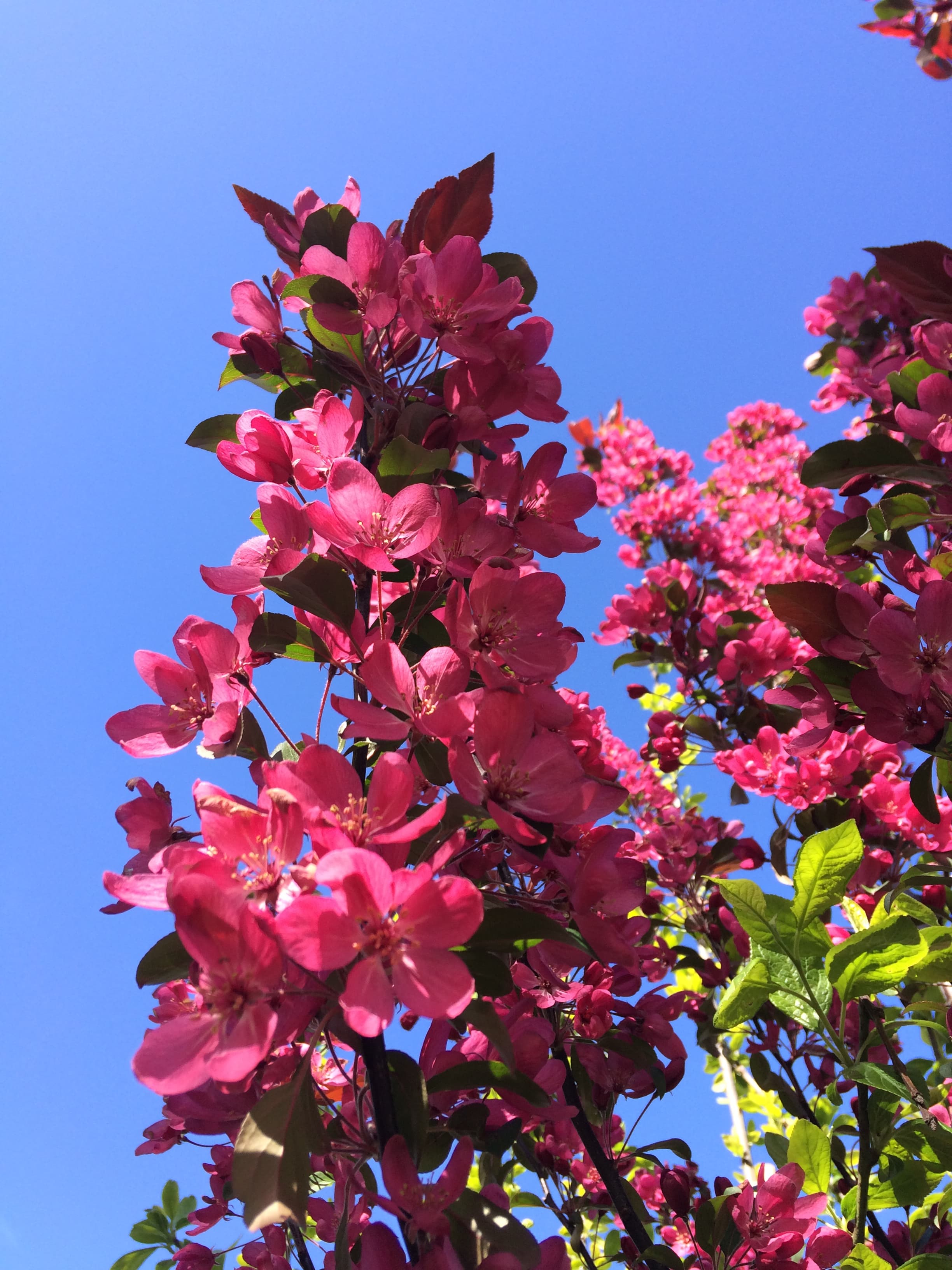 Rotblättriger Zierapfel als Spalier 120cm