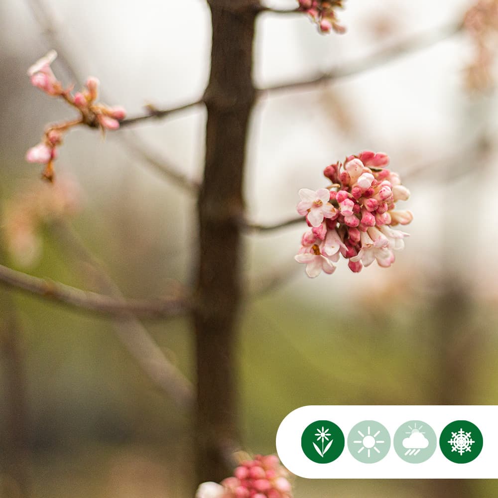 Schneeball mehrstämmig