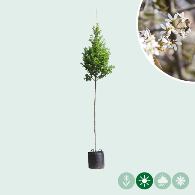 Säulen-Felsenbirne Hochstamm