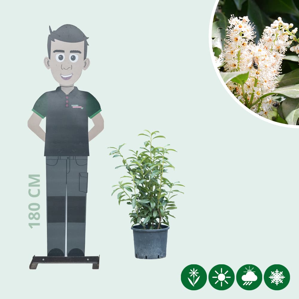 Kirschlorbeerhecke 'Genolia' 60cm