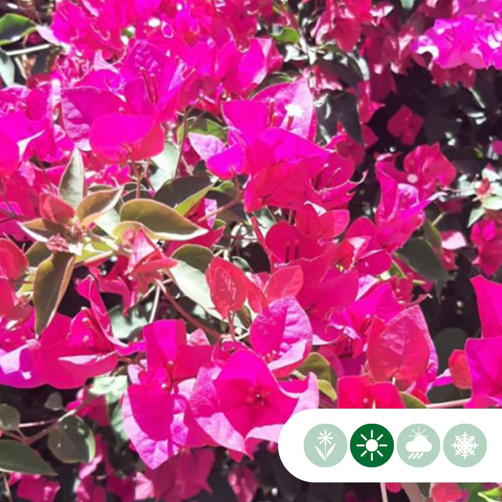 Bougainvillea glabra 'Alexandra'