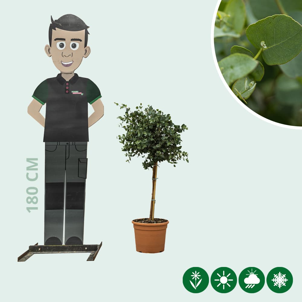 Mostgummi-Eukalyptus