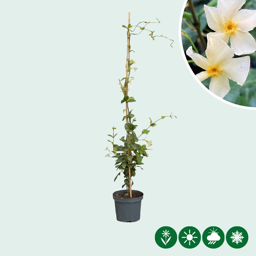 Gelber Sternjasmin / Toskanischer Jasmin