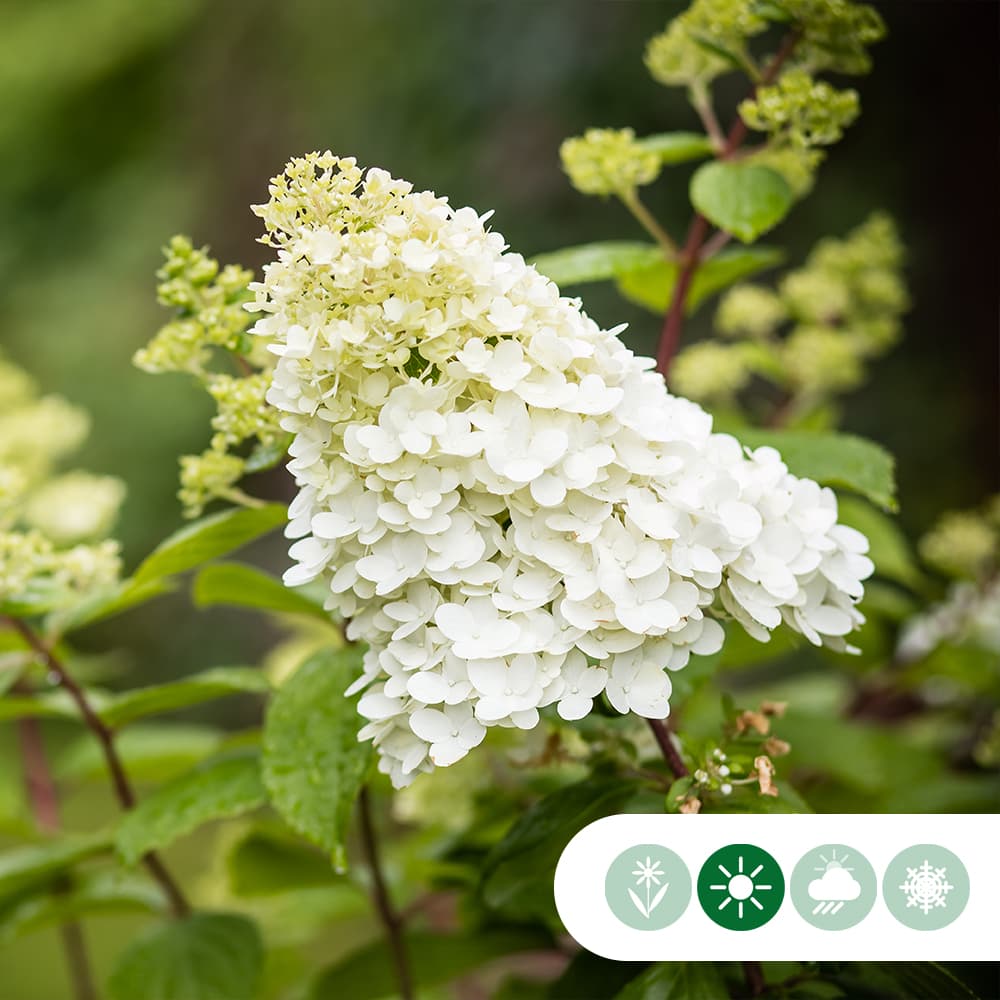 Hortensie 'Lime light' Halbstamm