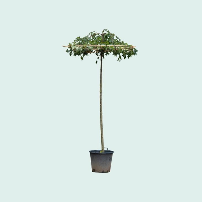 Dachförmiger Zierapfel