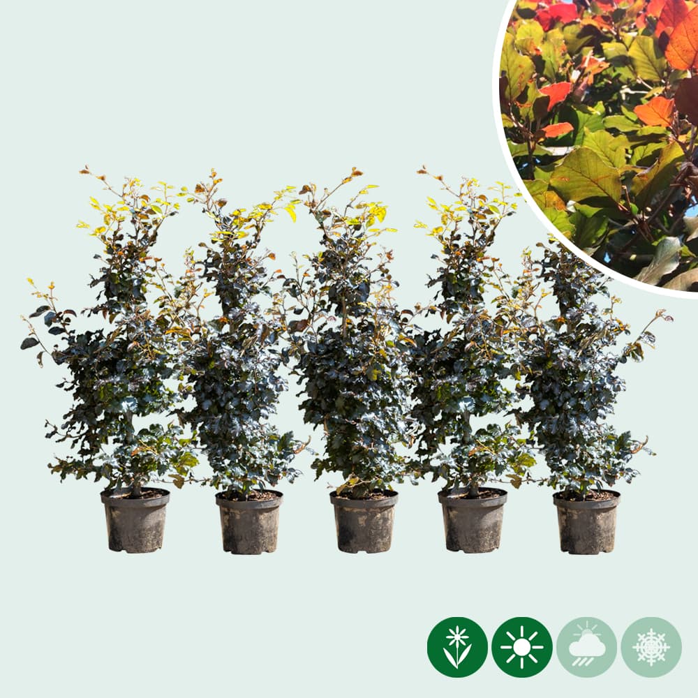 Blutbuchenhecke pro Meter einreihig 2