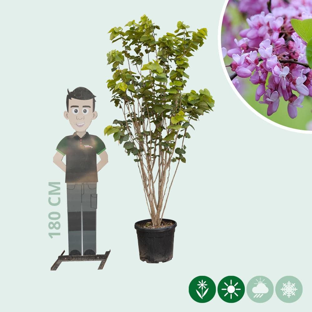 Gewöhnlicher Judasbaum mehrstämmig