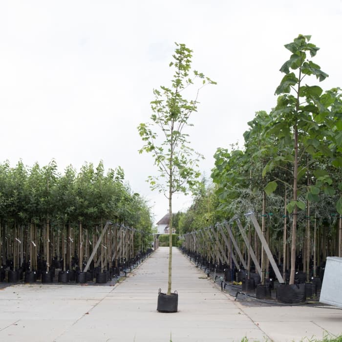 Spitzahorn (Acer platanoides 'Emerald Queen')