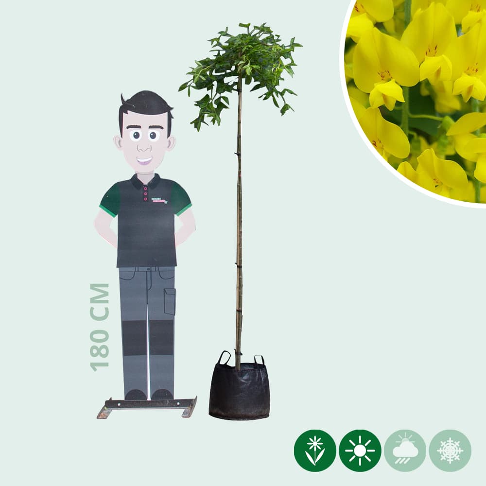 Hängender Goldregen